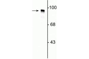 Western Blot of rat cortical lysate showing labeling of the ~95 kDa dynamin protein. (Dynamin 1 抗体  (N-Term))