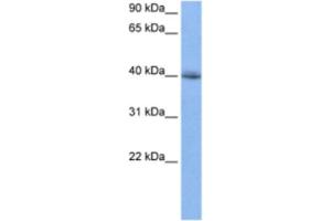Western Blotting (WB) image for anti-RNA Binding Motif Protein 9 (RBM9) antibody (ABIN2462099) (RBM9 抗体)