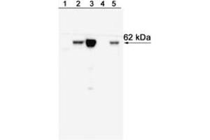 Western Blotting (WB) image for anti-T-Bet antibody (ABIN967672) (T-Bet 抗体)