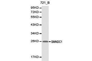 Western Blotting (WB) image for anti-Survival Motor Neuron Domain Containing 1 (SMNDC1) antibody (ABIN1874874) (SMNDC1 抗体)