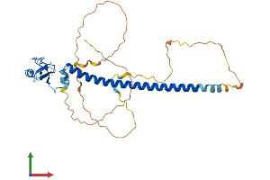 AlphaFold protein structure predicition of Mouse Recombinant Rnf212 Protein, UniprotID F6TQD1