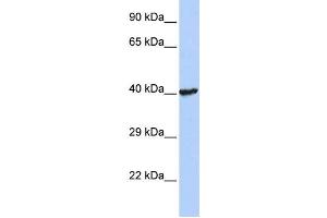 Western Blotting (WB) image for anti-Ring Finger Protein 113B (RNF113B) antibody (ABIN2458120) (RNF113B 抗体)