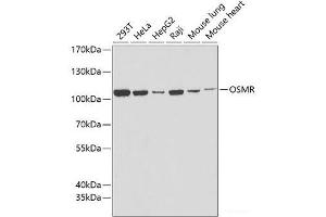 Western blot analysis of extracts of various cell lines using OSMR Polyclonal Antibody at dilution of 1:1000. (Oncostatin M Receptor 抗体)