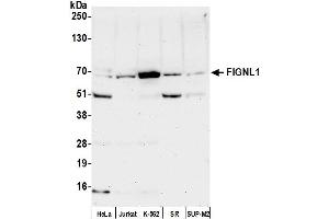 Western Blotting (WB) image for anti-Fidgetin-Like 1 (FIGNL1) (AA 1-50) antibody (ABIN7451588) (FIGNL1 抗体  (AA 1-50))