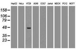 Image no. 1 for anti-GATA Binding Protein 4 (GATA4) (AA 296-442) antibody (ABIN1491352) (GATA4 抗体  (AA 296-442))