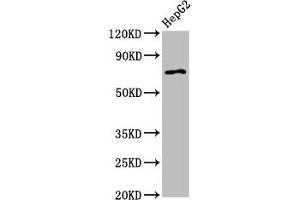 Western Blot Positive WB detected in: HepG2 whole cell lysate All lanes: AGPS antibody at 2. (AGPS 抗体  (AA 279-400))