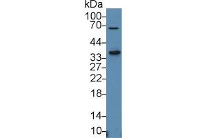 Western blot analysis of Human HepG2 cell lysate, using Human SLAMF1 Antibody (1 µg/ml) and HRP-conjugated Goat Anti-Rabbit antibody ( (SLAMF1 抗体  (AA 19-236))