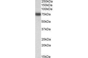 Image no. 1 for anti-Interferon Regulatory Factor 2 Binding Protein 1 (IRF2BP1) (AA 109-122) antibody (ABIN793274) (IRF2BP1 抗体  (AA 109-122))