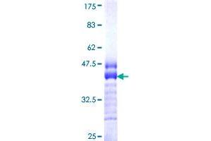 Image no. 1 for Cadherin 2 (CDH2) (AA 807-906) protein (GST tag) (ABIN1348906)