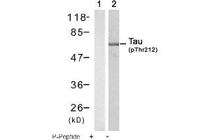 Image no. 1 for anti-Microtubule-Associated Protein tau (MAPT) (pThr212) antibody (ABIN319247) (MAPT 抗体  (pThr212))