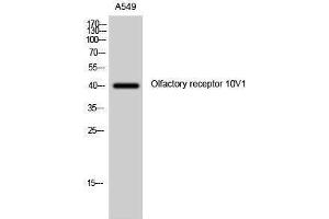 Western Blotting (WB) image for anti-Olfactory Receptor, Family 10, Subfamily V, Member 1 (OR10V1) (Internal Region) antibody (ABIN3176476) (OR10V1 抗体  (Internal Region))