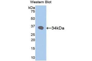Western blot analysis of the recombinant protein. (RBP3 抗体  (AA 19-320))