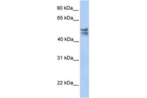 Western Blotting (WB) image for anti-tRNA 5-Methylaminomethyl-2-Thiouridylate Methyltransferase (TRMU) antibody (ABIN2463218) (TRMU 抗体)