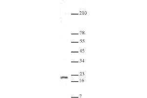 Histone H3K9me3 antibody (pAb) tested by Western blot. (Histone 3 抗体  (H3K9me3))