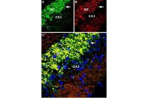 Expression of Zinc transporter 3 in rat hippocampusImmunohistochemical staining of immersion-fixed, free floating rat brain frozen sections using Anti-ZnT3 (SLC30A3) Antibody (ABIN7043715, ABIN7045356 and ABIN7045357), (1:600). (Solute Carrier Family 30 (Zinc Transporter), Member 3 (Slc30a3) Peptide)
