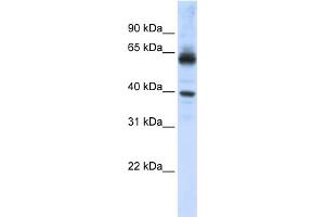 WB Suggested Anti-KPNA1 Antibody Titration: 0. (KPNA1 抗体  (N-Term))