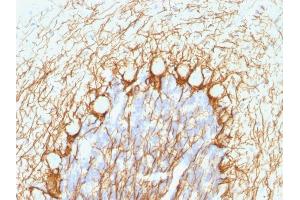 Formalin-fixed, paraffin-embedded human Cerebellum stained with Neurofilament Mouse Monoclonal Antibody (NE14). (NEFH 抗体)