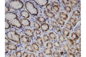 Immunostaining (ISt) image for anti-Endo/exonuclease (5'-3'), Endonuclease G-Like (EXOG) (AA 269-368) antibody (ABIN523319)
