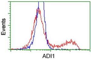 HEK293T cells transfected with either RC200115 overexpress plasmid (Red) or empty vector control plasmid (Blue) were immunostained by anti-ADI1 antibody (ABIN2452703), and then analyzed by flow cytometry. (ADI1 抗体)