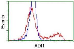 HEK293T cells transfected with either RC200115 overexpress plasmid (Red) or empty vector control plasmid (Blue) were immunostained by anti-ADI1 antibody (ABIN2452703), and then analyzed by flow cytometry. (ADI1 抗体)