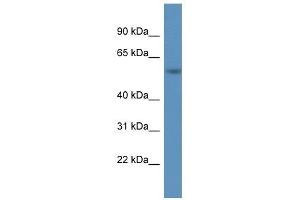 Western Blot showing A1BG antibody used at a concentration of 1. (A1BG 抗体  (C-Term))