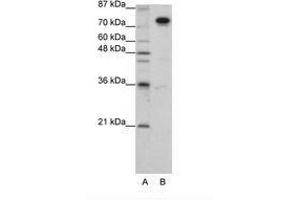 Image no. 3 for anti-Splicing Factor Proline/glutamine-Ric (SFPQ) (AA 191-240) antibody (ABIN203277) (SFPQ 抗体  (AA 191-240))
