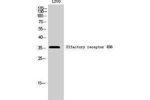Western Blotting (WB) image for anti-Olfactory Receptor, Family 4, Subfamily D, Member 6 (OR4D6) (C-Term) antibody (ABIN3176550) (OR4D6 抗体  (C-Term))