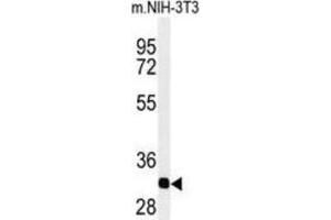Western Blotting (WB) image for anti-Prohibitin 2 (PHB2) antibody (ABIN3003100) (Prohibitin 2 抗体)