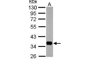 Image no. 1 for anti-Nervana 1 (NRV1) (N-Term) antibody (ABIN1494243) (Nervana 1 抗体  (N-Term))