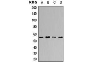Western blot analysis of DNA Polymerase gamma 2 expression in A549 (A), HeLa (B), NS-1 (C), H9C2 (D) whole cell lysates.