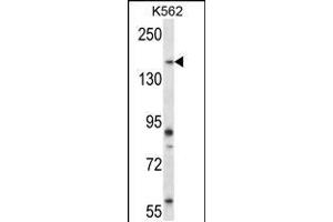 Western blot analysis in K562 cell line lysates (35ug/lane). (PEAK1 抗体  (AA 1188-1216))
