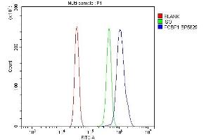 Flow Cytometry analysis of RH35 cells using anti-PCBP1 antibody (ABIN7600127).