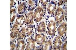 Axin-1 antibody immunohistochemistry analysis in formalin fixed and paraffin embedded human stomach tissue (Axin 抗体  (AA 710-738))
