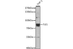 Western blot analysis of extracts of THP-1 cells, using TLE1 antibody (ABIN6132756, ABIN6149205, ABIN6149207 and ABIN6221171) at 1:1000 dilution. (TLE1 抗体  (AA 501-770))