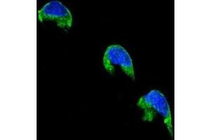 Immunofluorescence (IF) image for anti-Cytochrome P450, Family 1, Subfamily A, Polypeptide 2 (CYP1A2) antibody (ABIN2996139) (CYP1A2 抗体)
