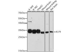 Western blot analysis of extracts of various cell lines using KLF9 Polyclonal Antibody at dilution of 1:1000. (KLF9 抗体)