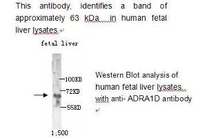 Image no. 1 for anti-Adrenergic Receptor, alpha 1d (ADRA1D) antibody (ABIN790781) (ADRA1D 抗体)