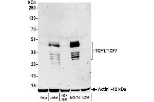Western Blotting (WB) image for anti-Transcription Factor 7 (T-Cell Specific, HMG-Box) (TCF7) (AA 200-250) antibody (ABIN7449420) (Recombinant TCF7 抗体  (AA 200-250))
