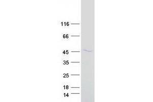 Western Blotting (WB) image for Protein tyrosine Phosphatase, Non-Receptor Type 2 (PTPN2) (Transcript Variant 3) protein (Myc-DYKDDDDK Tag) (ABIN2730113)
