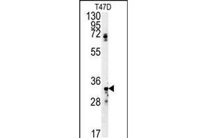 Western blot analysis in T47D cell line lysates (35ug/lane). (SIAH2 抗体  (AA 216-244))