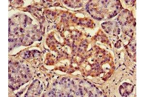 Immunohistochemistry of paraffin-embedded human pancreatic tissue using ABIN7167757 at dilution of 1:100 (FAM134B 抗体  (AA 1-131))