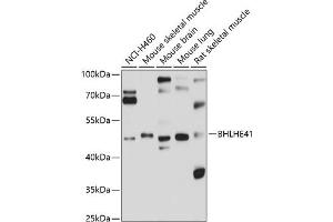 Western blot analysis of extracts of various cell lines, using BHLHE41 antibody (ABIN6131260, ABIN6137552, ABIN6137553 and ABIN6214847) at 1:1000 dilution. (BHLHE41 抗体  (AA 120-280))