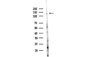 anti-Fms-Related Tyrosine Kinase 4 (FLT4) (pTyr1230) antibody