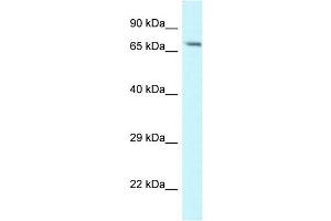 WB Suggested Anti-Man1a Antibody   Titration: 1. (MAN1A 抗体  (N-Term))