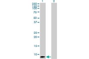 Western Blot analysis of CCL4 expression in transfected 293T cell line by CCL4 MaxPab polyclonal antibody. (CCL4 抗体  (AA 1-92))