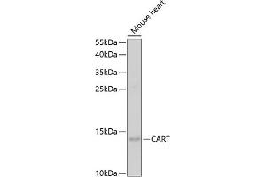 Western blot analysis of extracts of mouse heart, using CART antibody (ABIN6131305, ABIN6137949, ABIN6137950 and ABIN6221042) at 1:1000 dilution. (CARTPT 抗体  (AA 28-116))