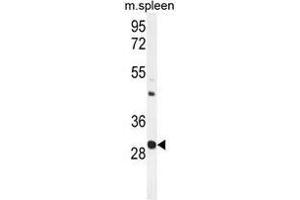 USF1 Antibody (Center) western blot analysis in mouse spleen tissue lysates (35 µg/lane). (USF1 抗体  (Middle Region))