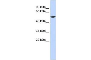 WB Suggested Anti-ZNF154 Antibody Titration:  0.