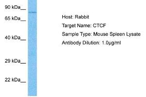 Host: Rabbit Target Name: CTCF Sample Tissue: Mouse Spleen Antibody Dilution: 1ug/ml (CTCF 抗体  (C-Term))