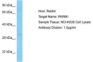 Host:  Rabbit  Target Name:  PARM1  Sample Type:  NCI-H226 Whole Cell lysates  Antibody Dilution:  1. (PARM1 抗体  (N-Term))